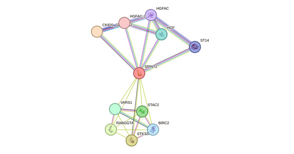 STRING protein interaction network