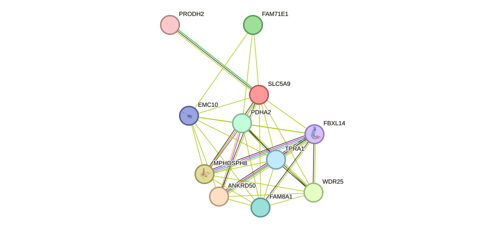 STRING protein interaction network