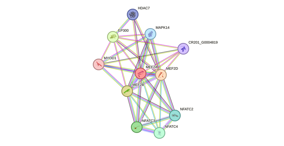 STRING protein interaction network