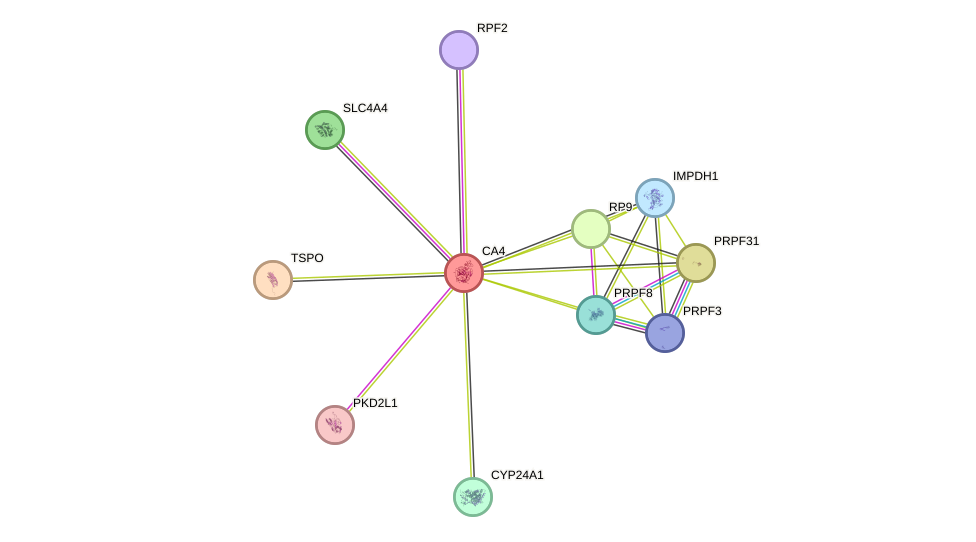 STRING protein interaction network