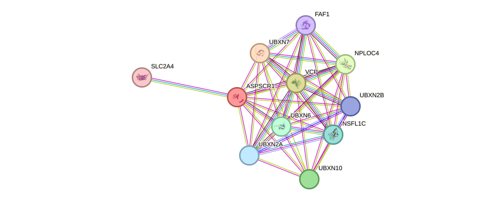 Aspscr1 Protein Pongo Abelii String Interaction Network
