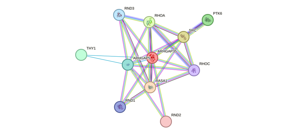 STRING protein interaction network