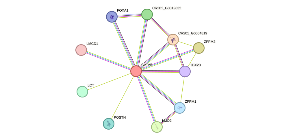 STRING protein interaction network