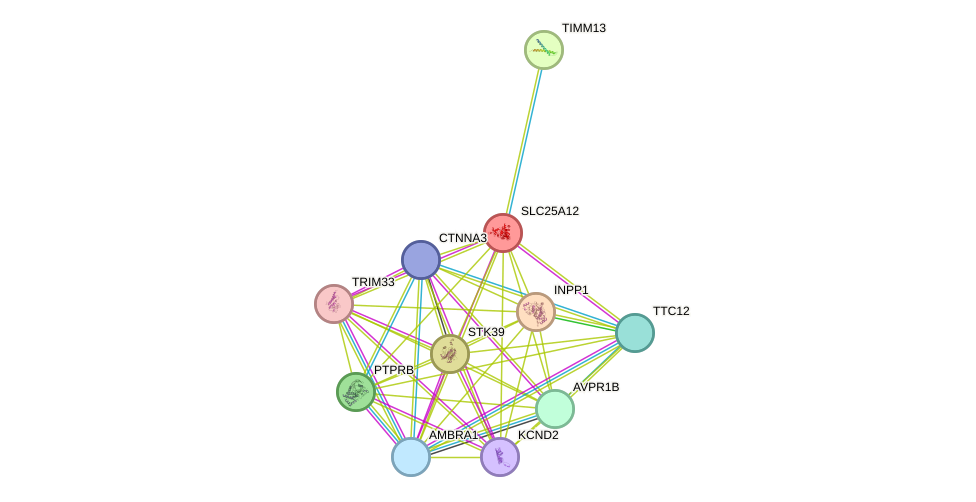 STRING protein interaction network