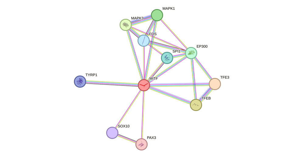 STRING protein interaction network