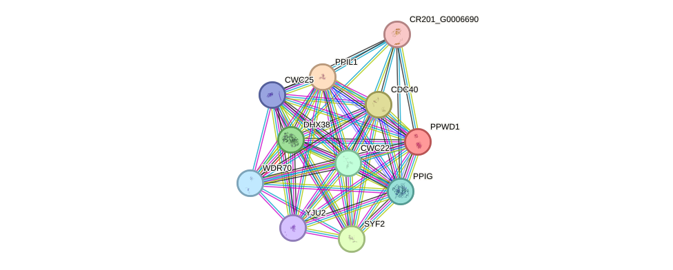 STRING protein interaction network