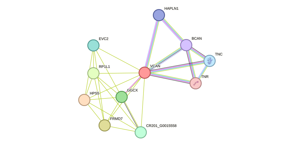 STRING protein interaction network