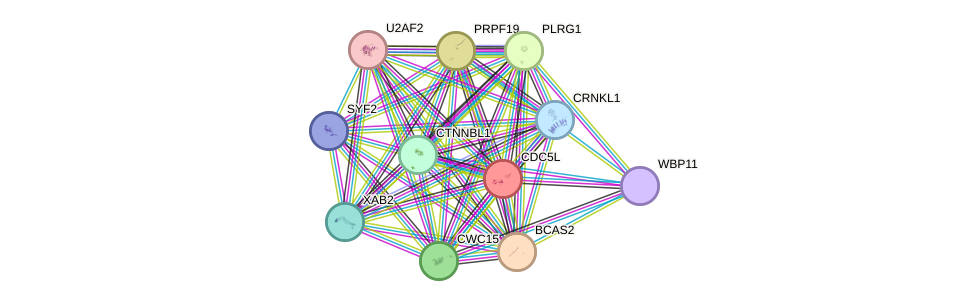 STRING protein interaction network