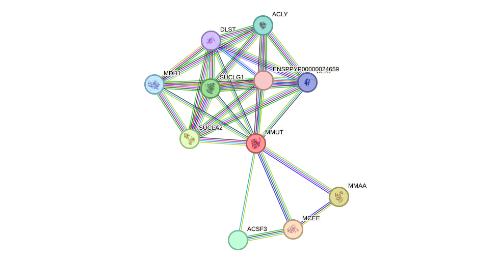 STRING protein interaction network