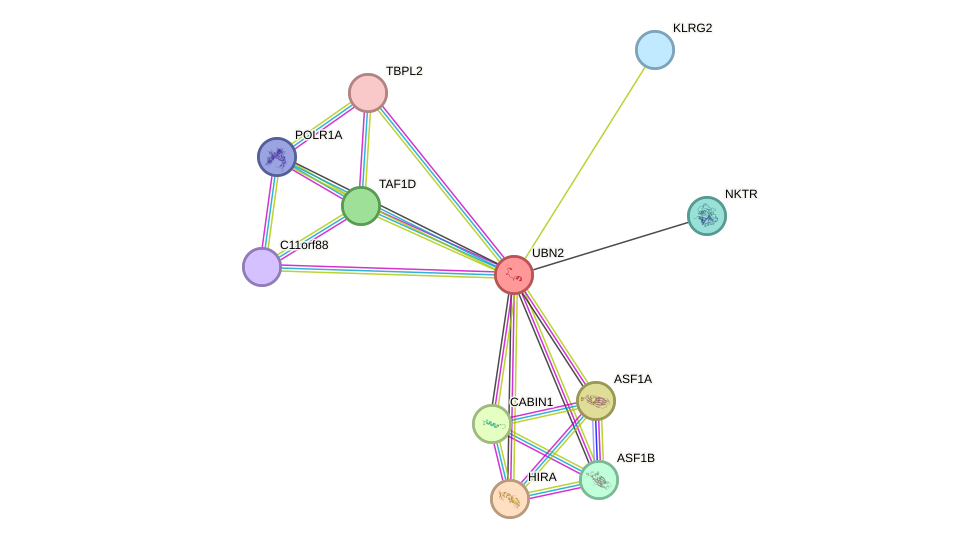 STRING protein interaction network