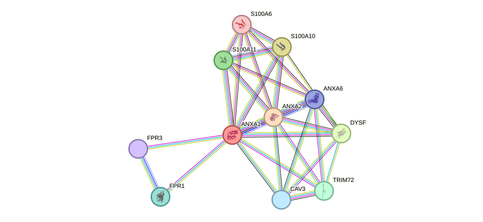 STRING protein interaction network