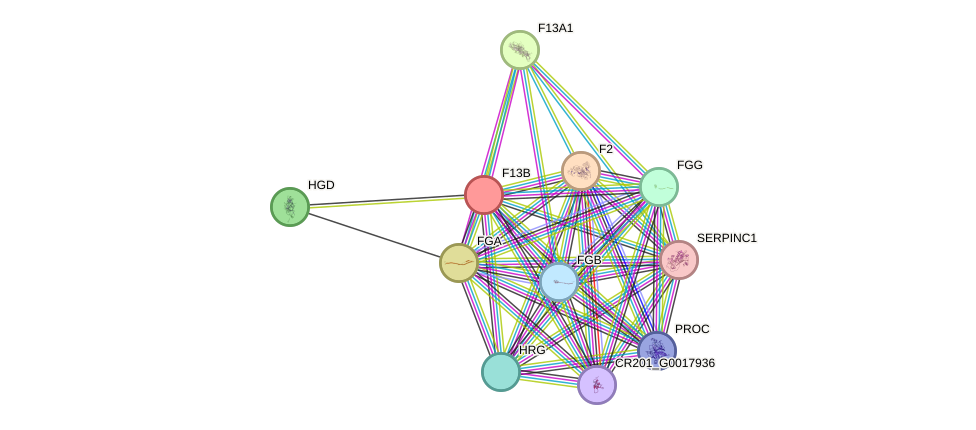 STRING protein interaction network