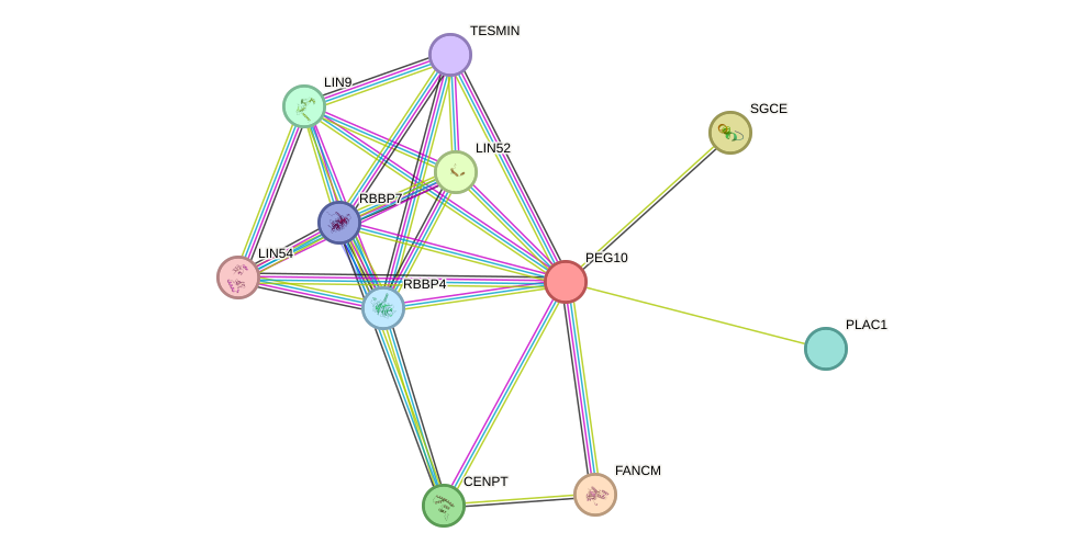 STRING protein interaction network