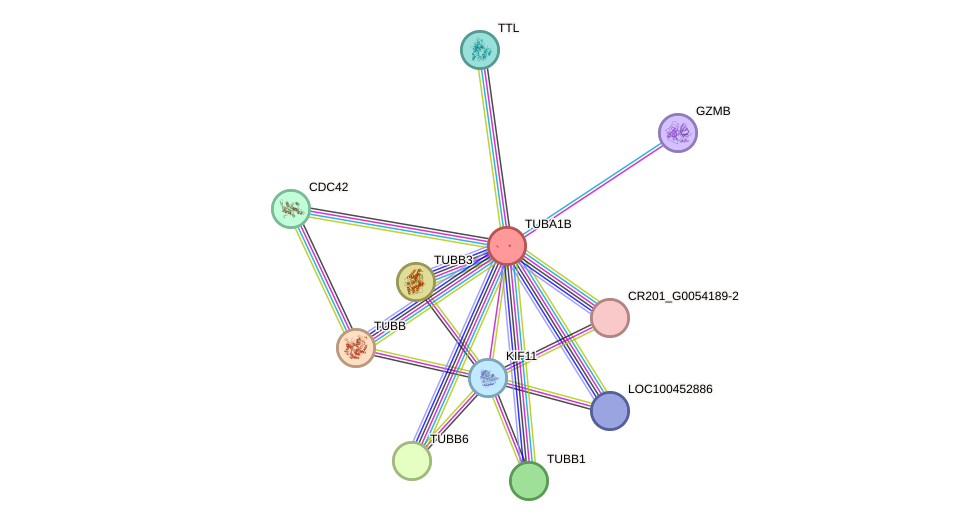 STRING protein interaction network
