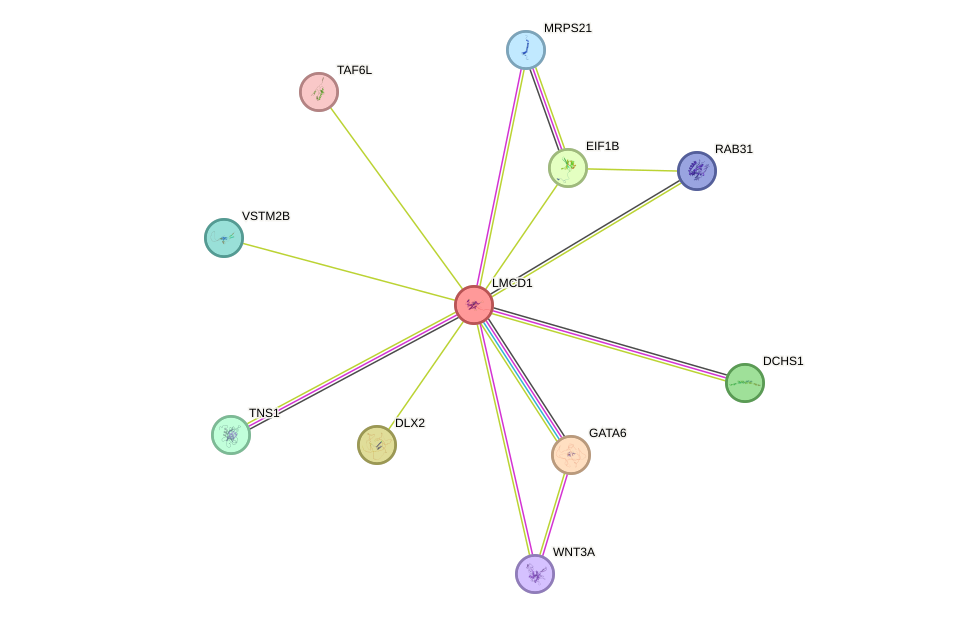 STRING protein interaction network