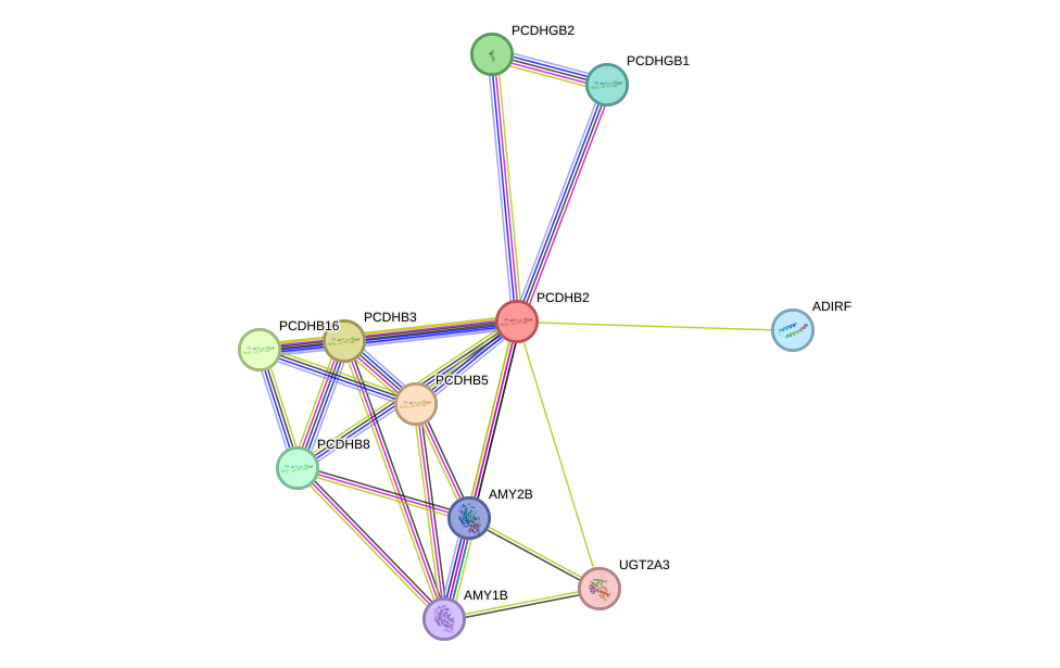 STRING protein interaction network