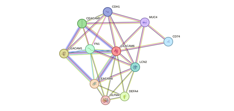 STRING protein interaction network