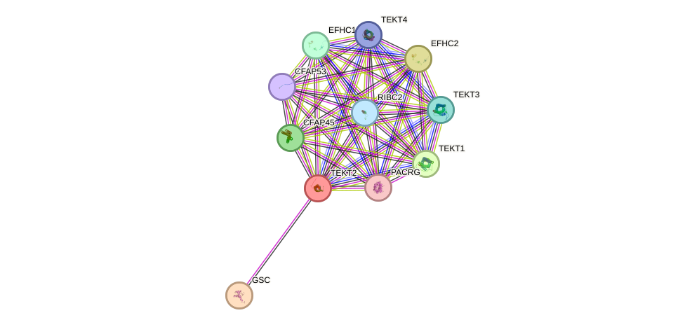 STRING protein interaction network