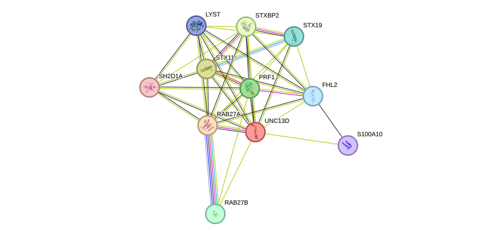 STRING protein interaction network