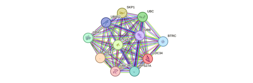 STRING protein interaction network