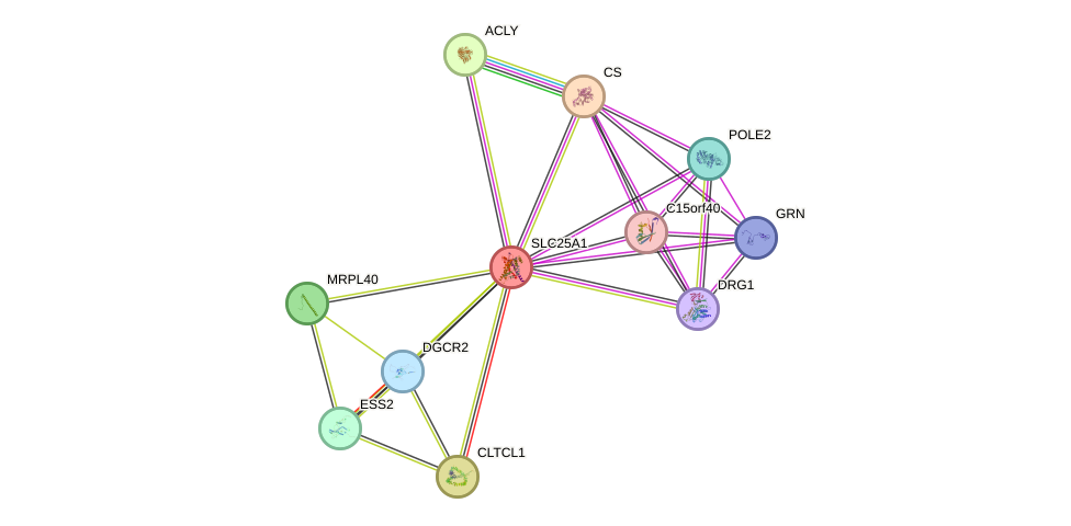 STRING protein interaction network