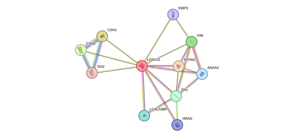 STRING protein interaction network