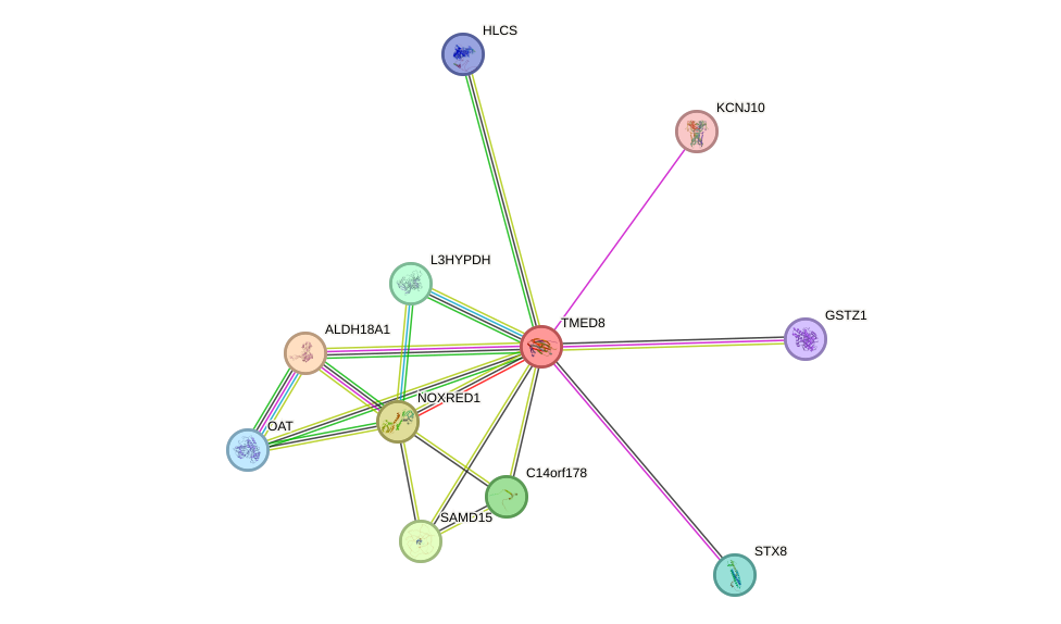 STRING protein interaction network