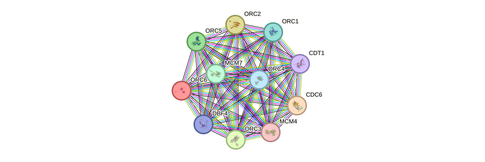 STRING protein interaction network