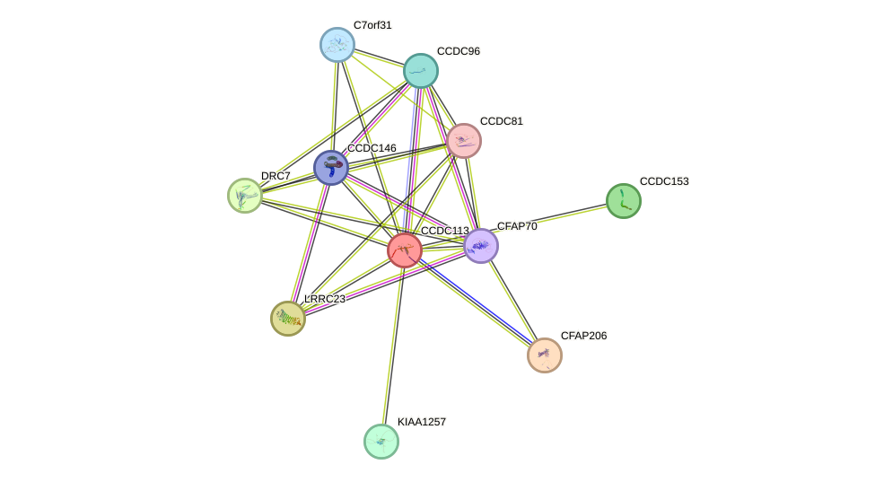 STRING protein interaction network