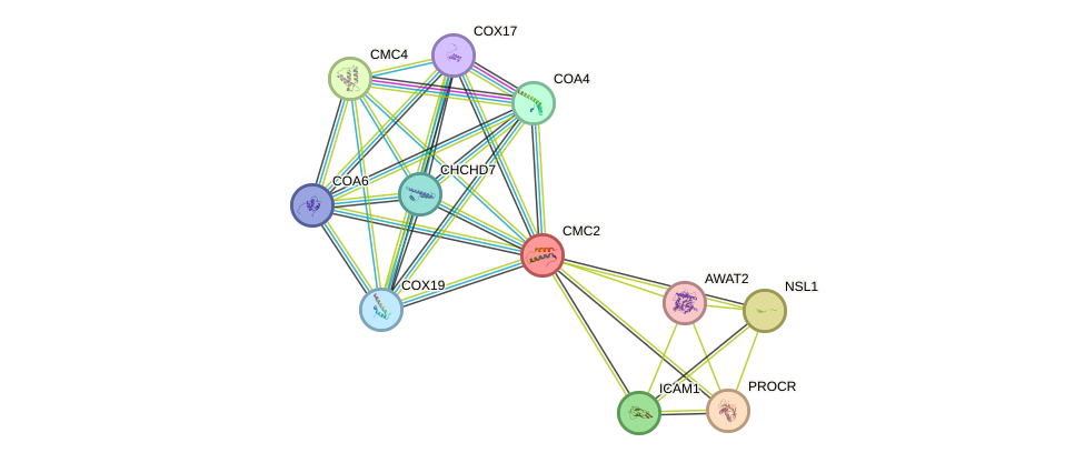 STRING protein interaction network