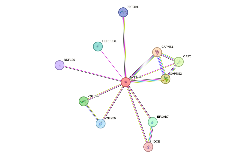 STRING protein interaction network