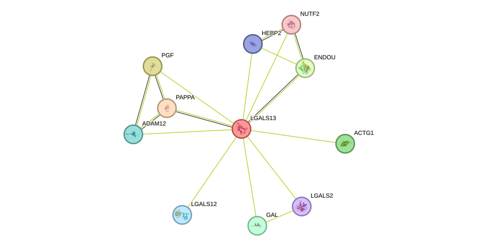 STRING protein interaction network