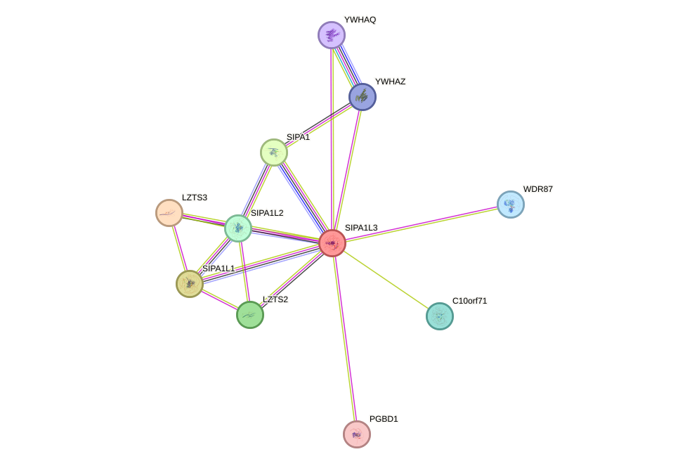 STRING protein interaction network