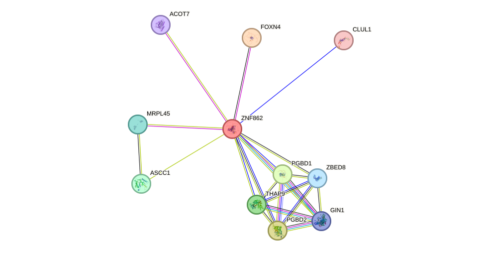 STRING protein interaction network