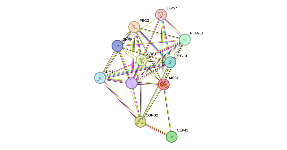 STRING protein interaction network