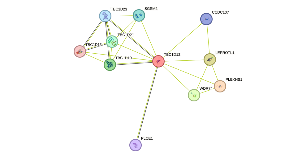 STRING protein interaction network