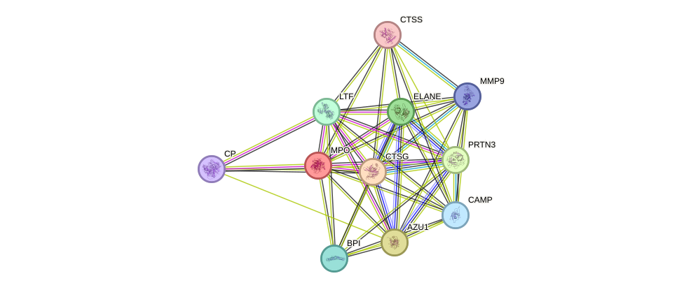 STRING protein interaction network