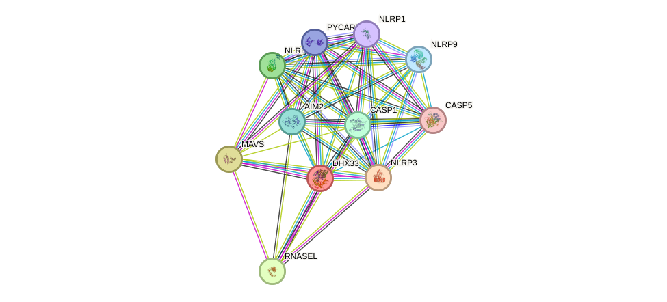 STRING protein interaction network