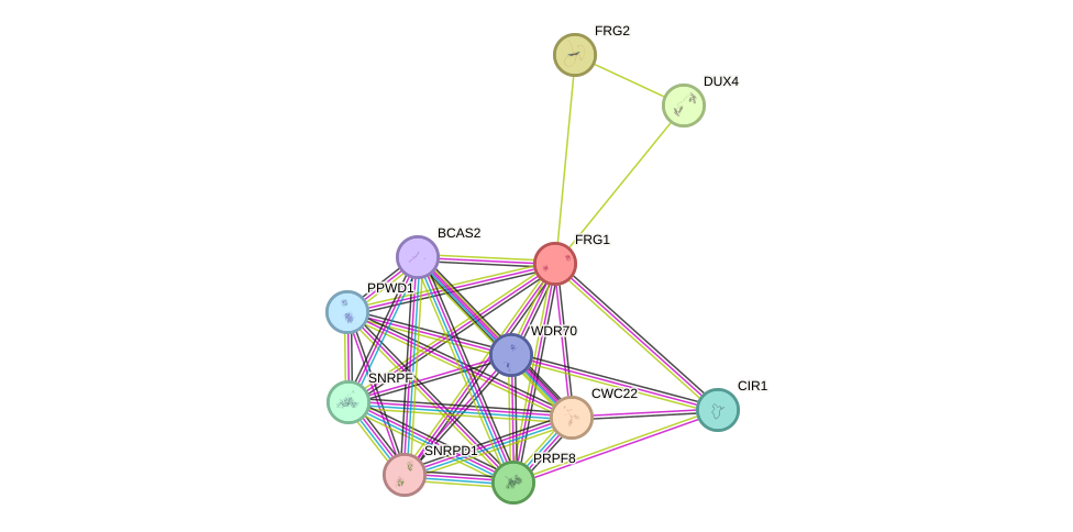 STRING protein interaction network