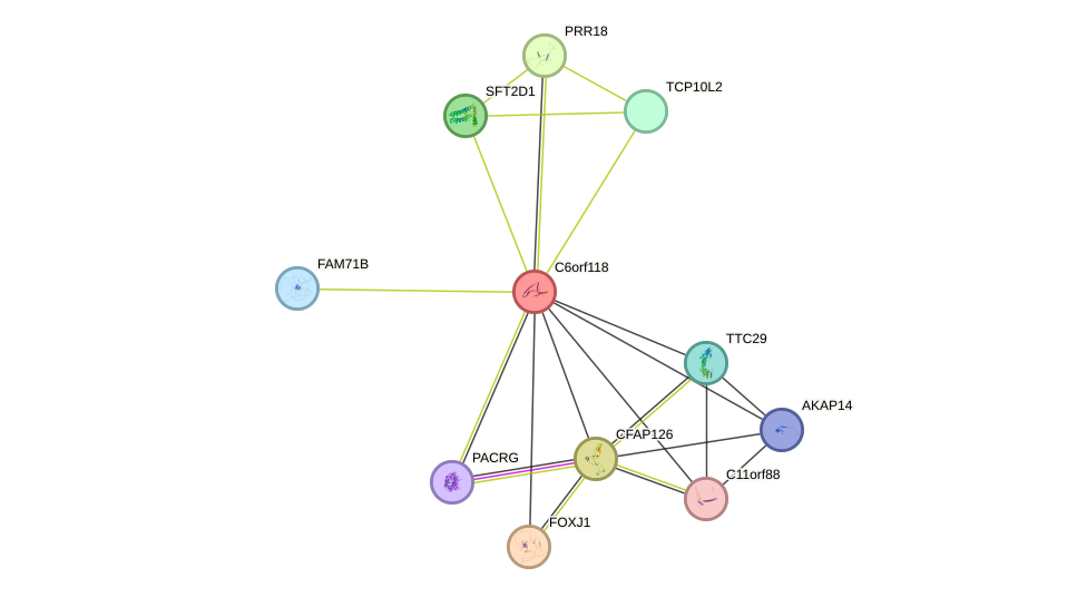 STRING protein interaction network