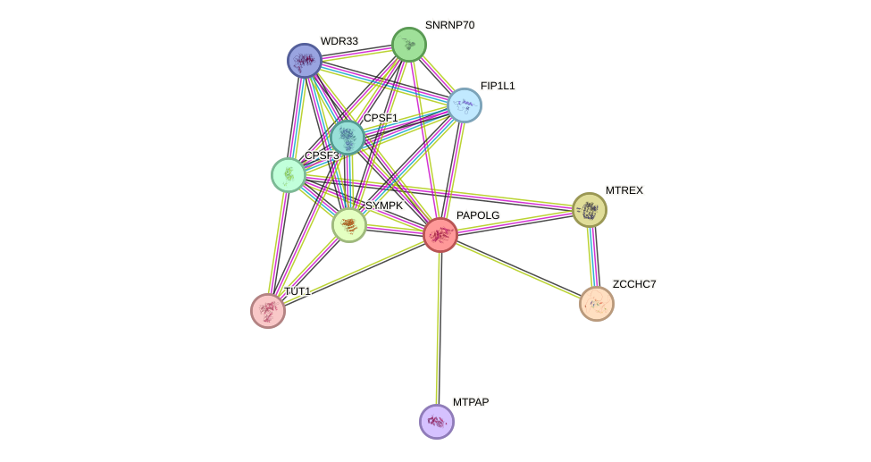 STRING protein interaction network