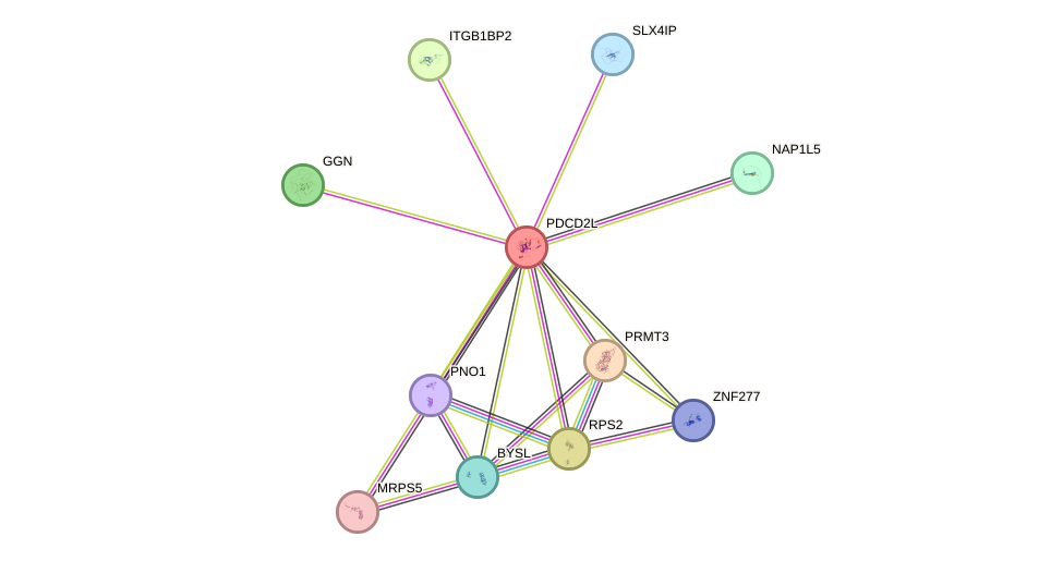 STRING protein interaction network