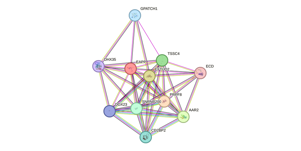 STRING protein interaction network