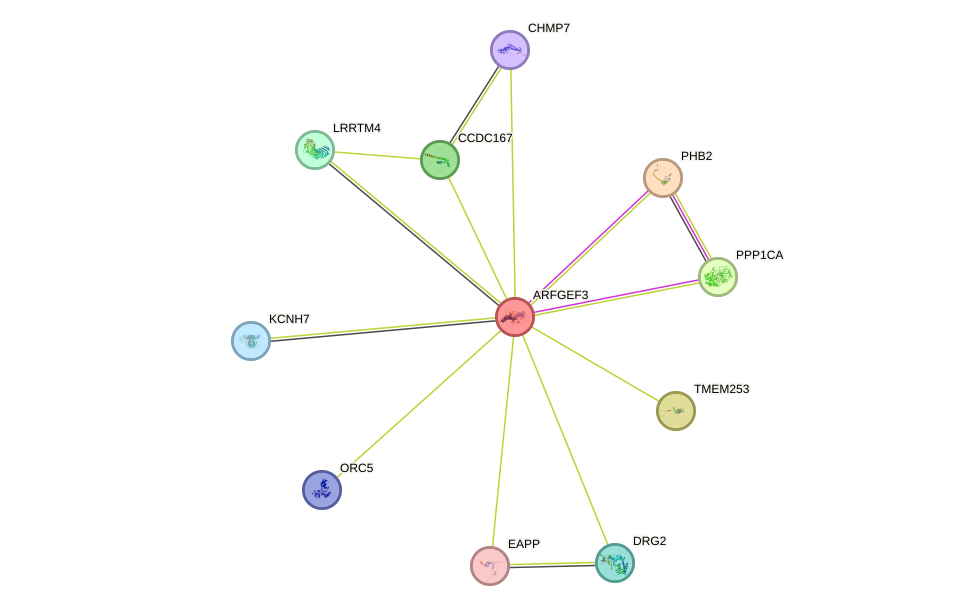 STRING protein interaction network