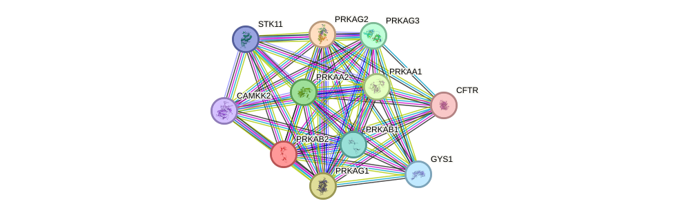 STRING protein interaction network