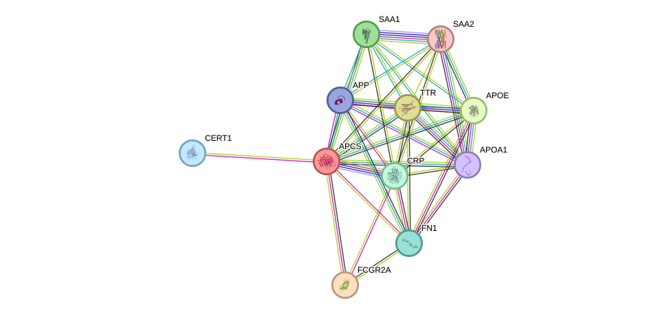 STRING protein interaction network