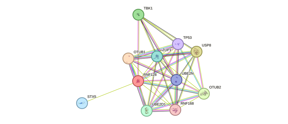 STRING protein interaction network