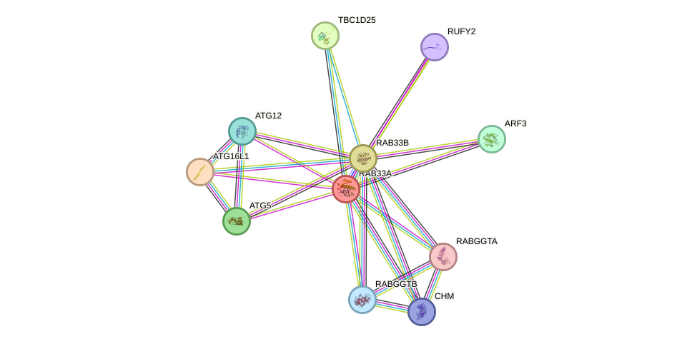 STRING protein interaction network