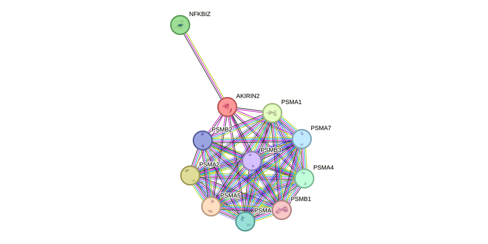 STRING protein interaction network