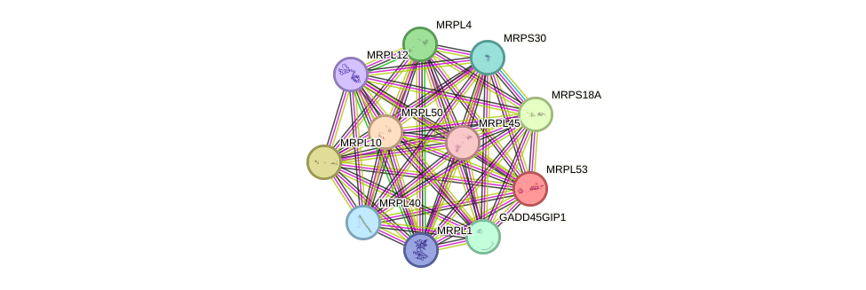 STRING protein interaction network